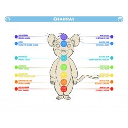 THE MOUSE YOGA:  Sun and Moon Salutations